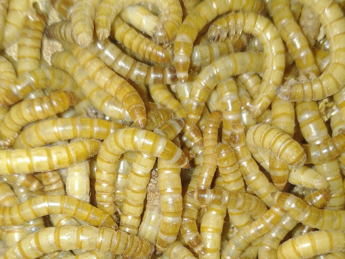 mealworm larvae