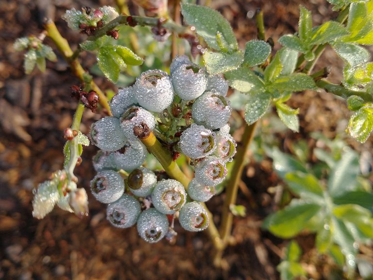 cluster of ripening blueberries with mornign dew